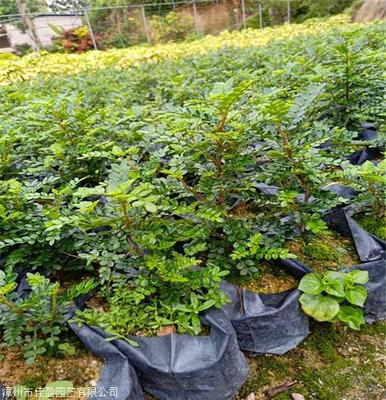 胡椒木小苗 胡椒木报价 苗圃基地直销