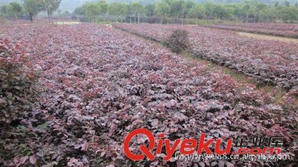 苗场大量供应绿化苗木红花继木江西重庆昆明红花继木图片|苗场大量供应绿化苗木红花继木江西重庆昆明红花继木产品图片由浏阳市柏加镇绿之韵苗圃公司生产提供-
