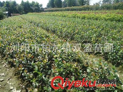 大量批发优质湖南苗木法国冬青树苗 冬青小苗 冬青球图片|大量批发优质湖南苗木法国冬青树苗 冬青小苗 冬青球产品图片由浏阳市柏加镇双盈苗圃公司生产提供-
