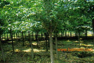 山东苗圃基地供应大叶女贞 法桐 白蜡 五角枫小苗 济宁新驿,山东苗圃基地供应大叶女贞 法桐 白蜡 五角枫小苗 济宁新驿生产厂家,山东苗圃基地供应大叶女贞 法桐