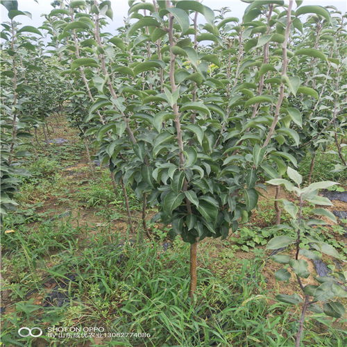 【苹果苗有哪些好品种实生苹果苗几年结果】- 