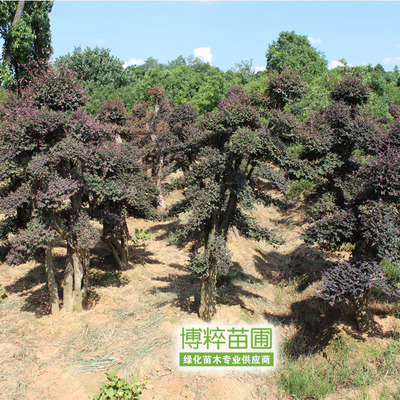 红继木-红继木 高度0.2M冠幅0.2 M种植密度采购平台求购产品详情